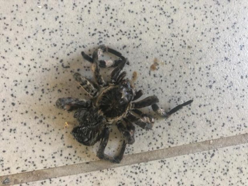 Волжанка обнаружила у своего дома огромного паука