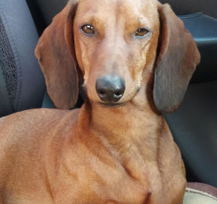 Песик с милой кличкой Смайлик потерялся в Волжском