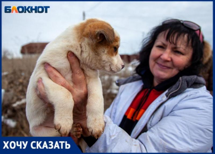 О помощи с бездомными собаками просят жители Волжского и Ахтубы