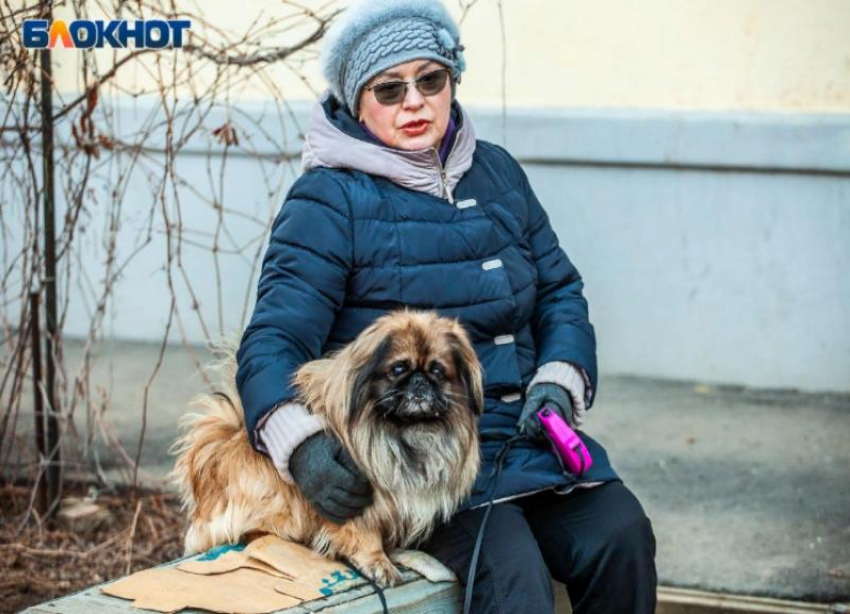Топ-5 самых популярных пород собак в Волжском: какого друга стоит выбрать