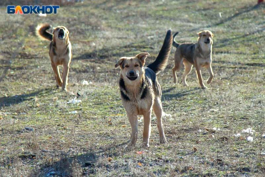 В Волжском не признает вину хозяйка лайки, покусавшей ребенка