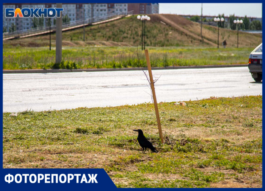 Высадили и забыли? Фотоотчет с места погибших в мусоре саженцев