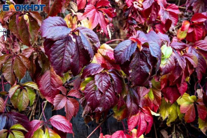 Сильная магнитная буря накроет Волжский в субботу: прогноз