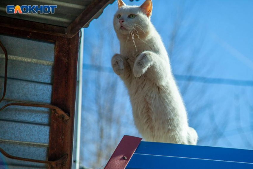 Пасмурно и без осадков: погода на 23 октября в Волжском