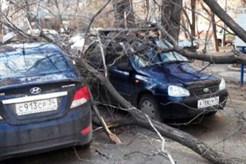 Сильнейший ветер повалил деревья в Волгограде: пострадали десятки автомобилей