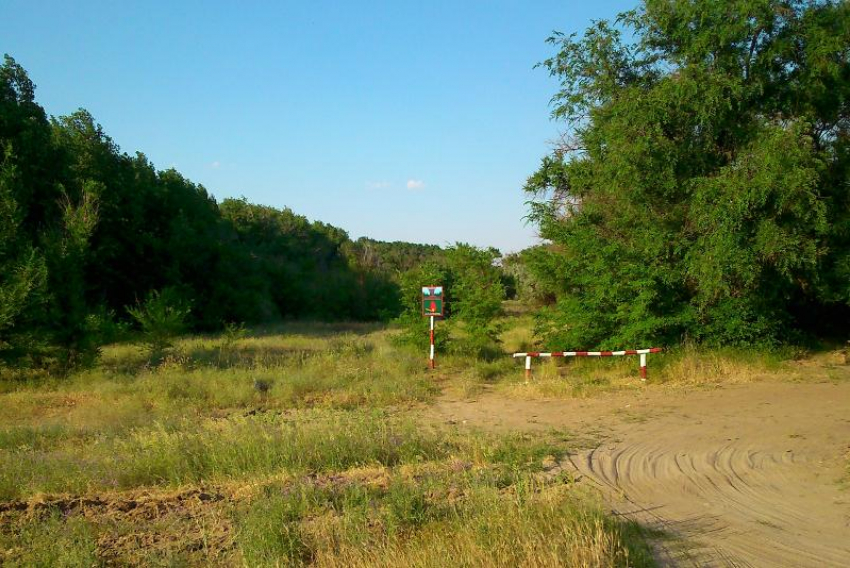 Въезд в леса Волгоградской области закроют из-за жары