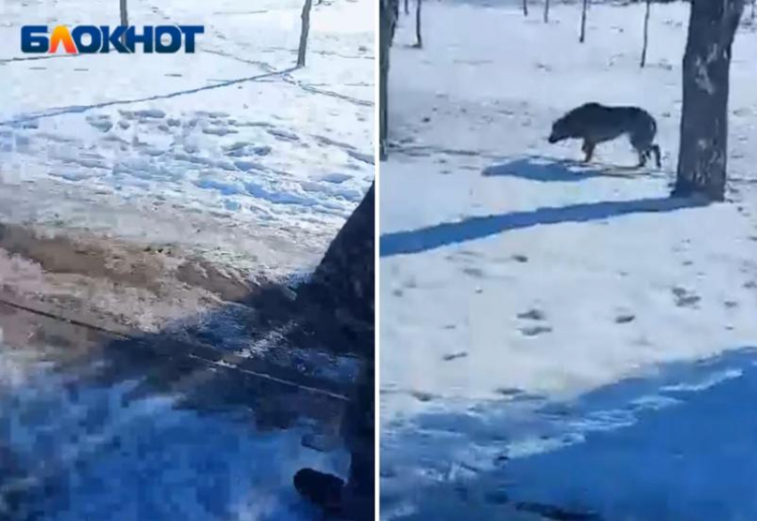 Псы без чипов напали на мужчину в парке «Волжский»: видео
