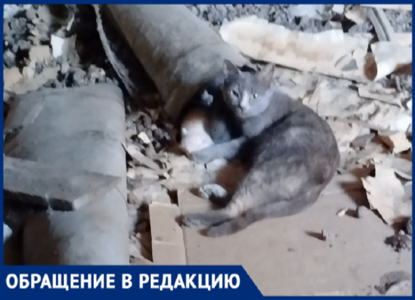 Писк о помощи: котенок четвертые сутки замурован в подвале дома в Волжском