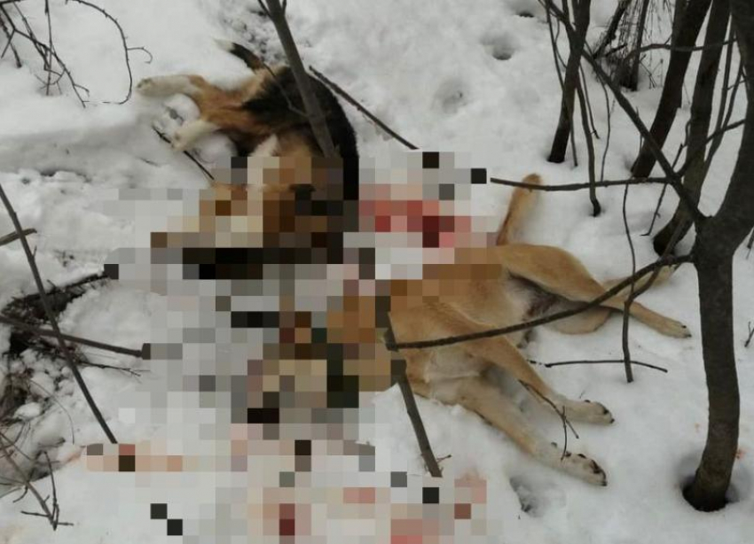 Бездомных собак расстреляли под Волжским из охотничьего ружья