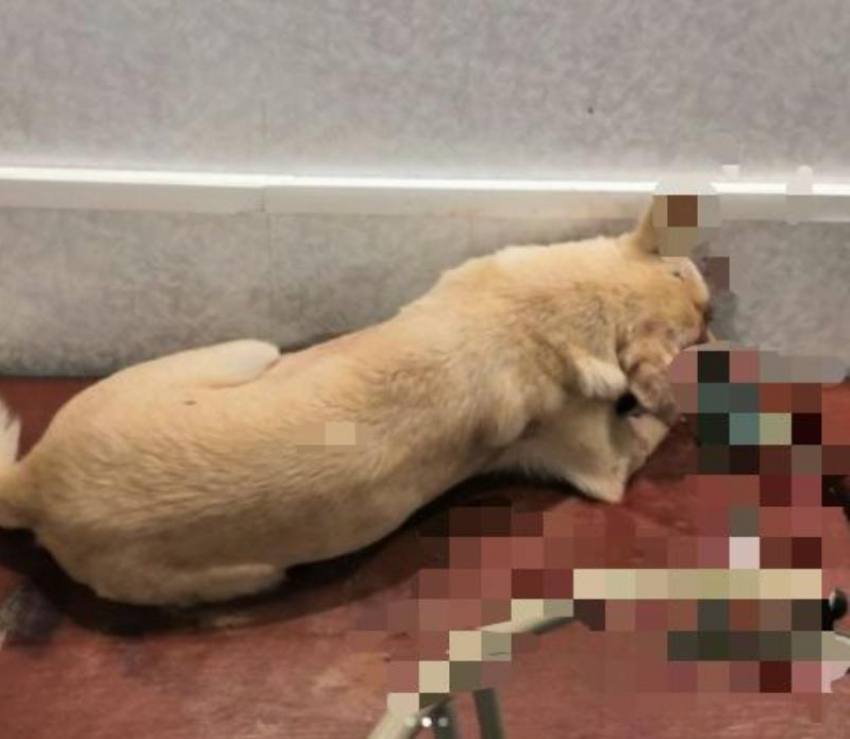 Избитая и заживо зарытая собака не выжила в Волгограде