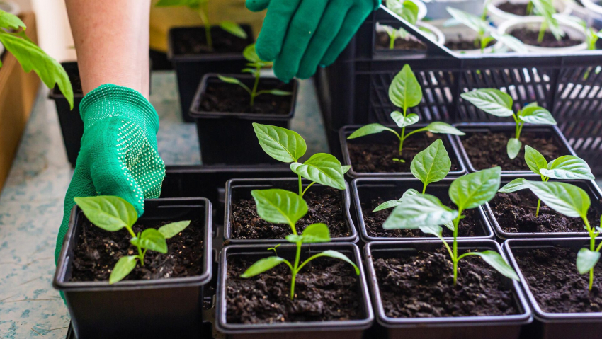 Зимний огород на подоконнике: как вырастить салат, помидоры и огурцы дома