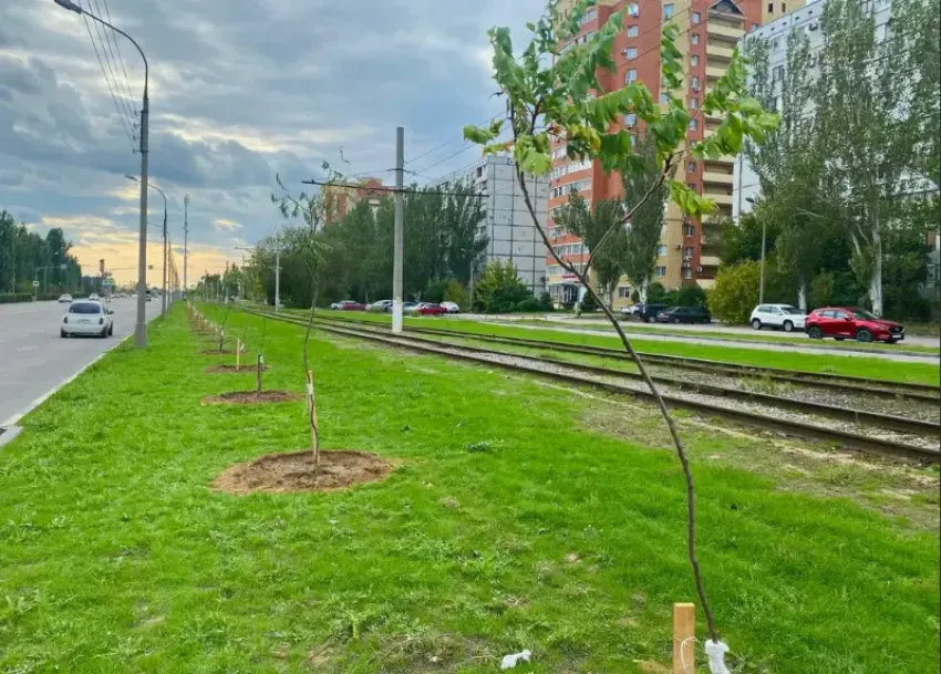 Волжский озеленяют: сотни саженцев уже красуются на просторах города