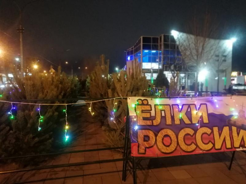 В Волжском открылись елочные базары: где купить новогоднее дерево