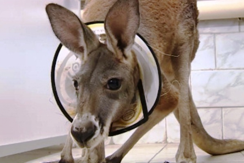 Ветеринары Волгограда успешно прооперировали циркового кенгуру