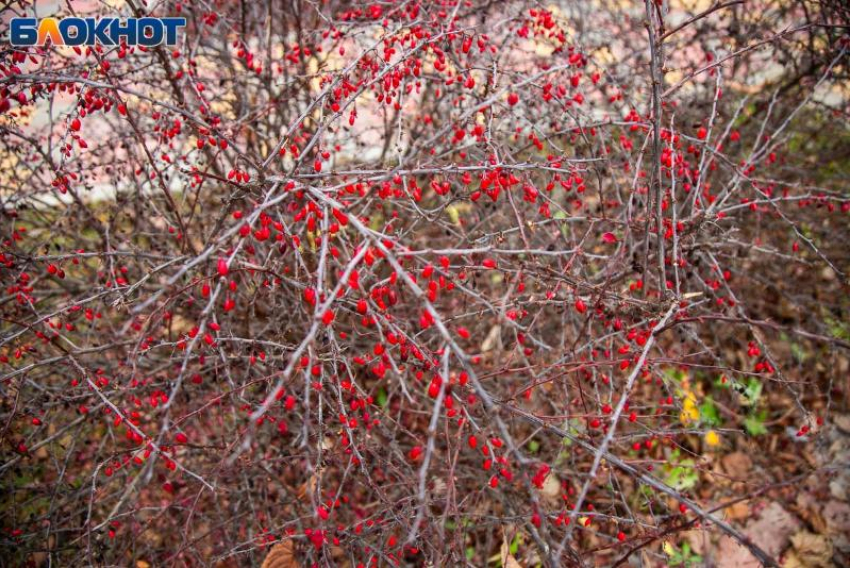 Клим Холодный: что сулил древним русичам день, и какие приметы соблюдали 8 декабря