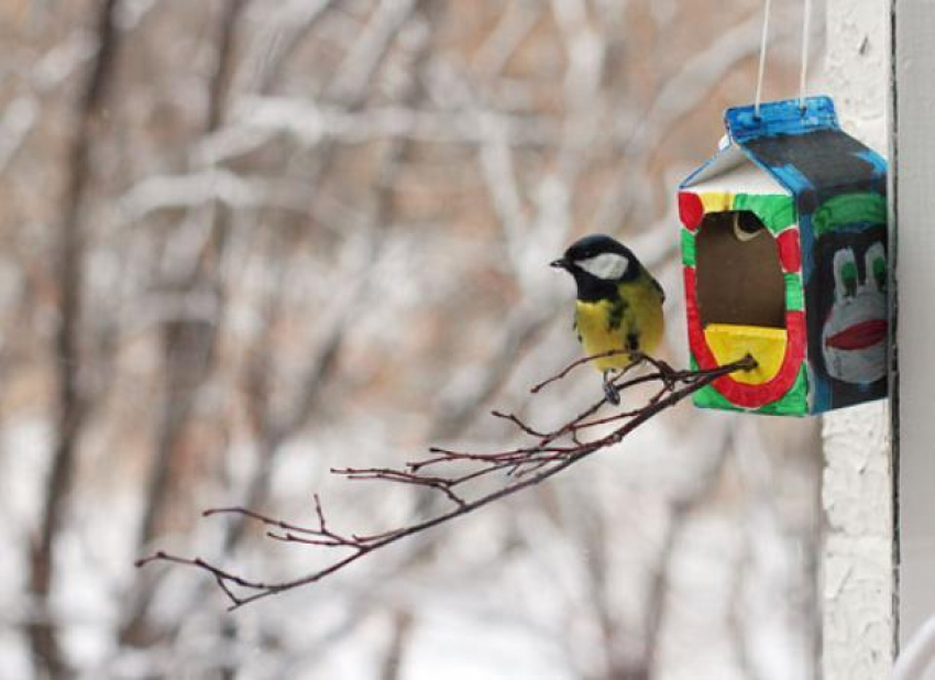 Волжан приглашают принять участие в акции «Покормите птиц зимой»
