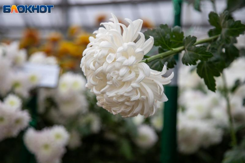 День обещает быть насыщенным: гороскоп на 28 ноября