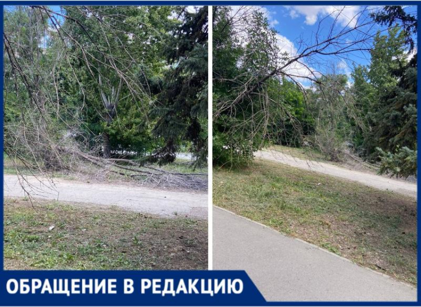 Сухие деревья рухнули на дорогу: в Волжском полгода игнорируют проблему