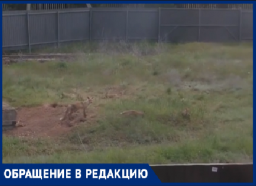 Жителей волжского поселка Краснооктябрьский терроризируют дикие лисы, которые таскают кур и могут напасть на детей