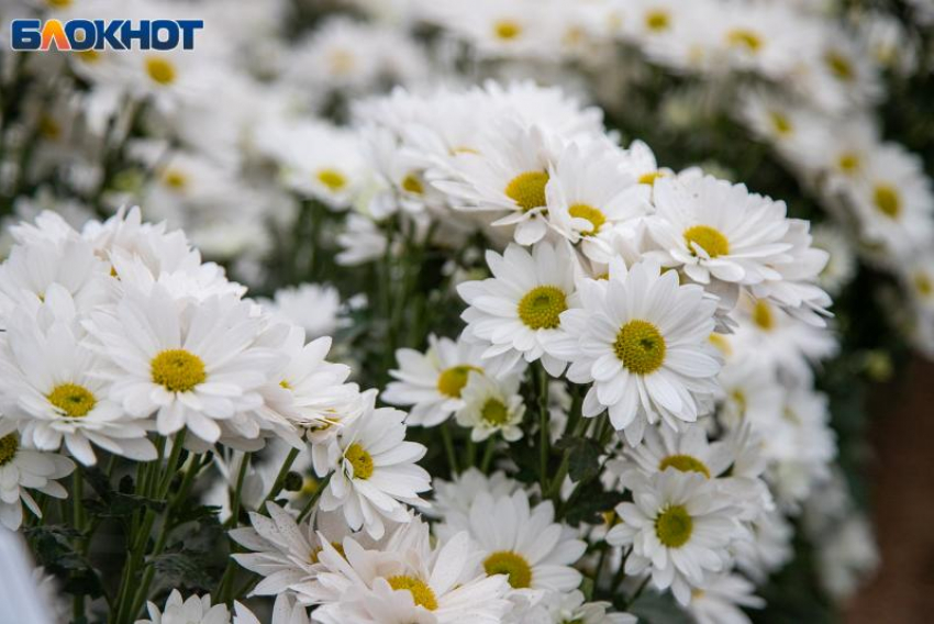 Утренний дождь прогнозируют в Волжском