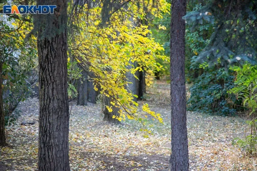 Леса Волгоградской области закрыты на замок: нарушителям грозят крупные штрафы