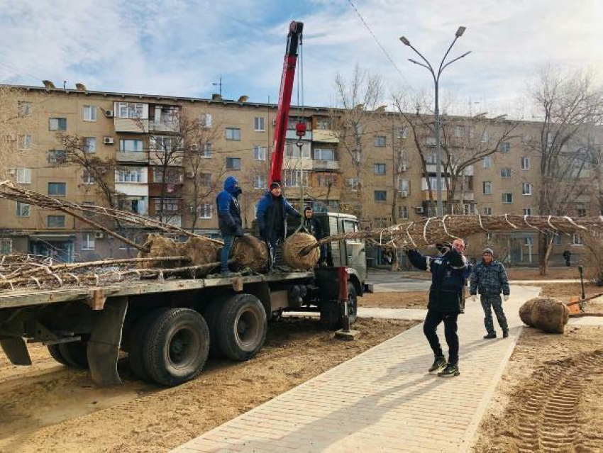 Пятиметровые клены появились во дворе Волжского