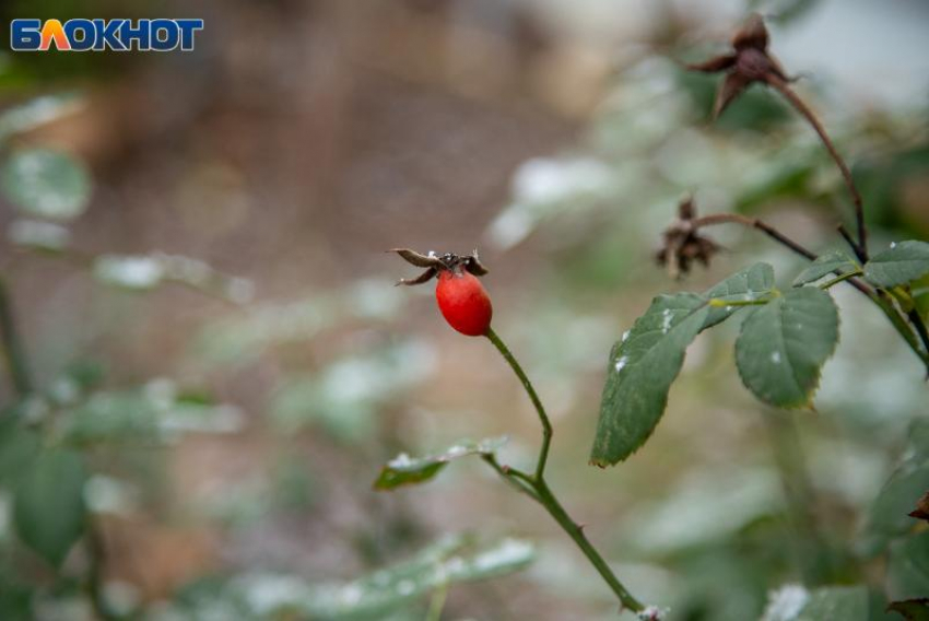 Волжан предупредили о заморозках до -3