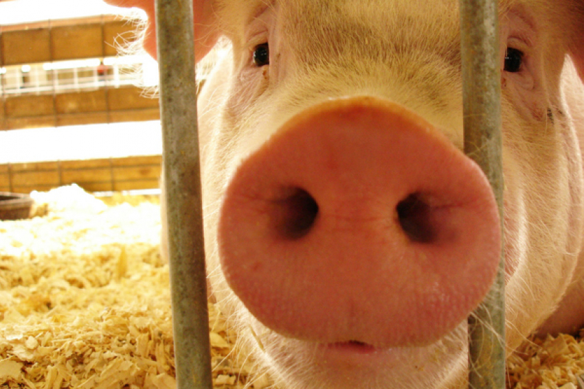 Фермерам Волгоградской области за отчужденных из-за АЧС свиней выплатят 15 миллионов