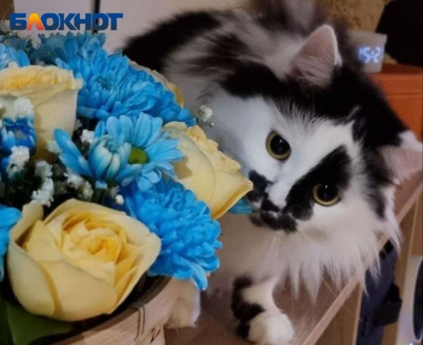 В поселке Октябрьском объявили карантин по бешенству из-за кошки