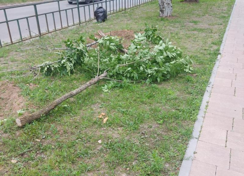 Молодые деревья в Волжском срезали не вандалы, а администрация