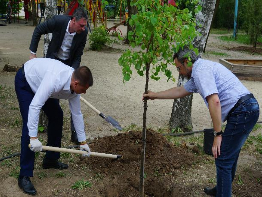 Волжские предприниматели засадили новую липовую аллею в парке 
