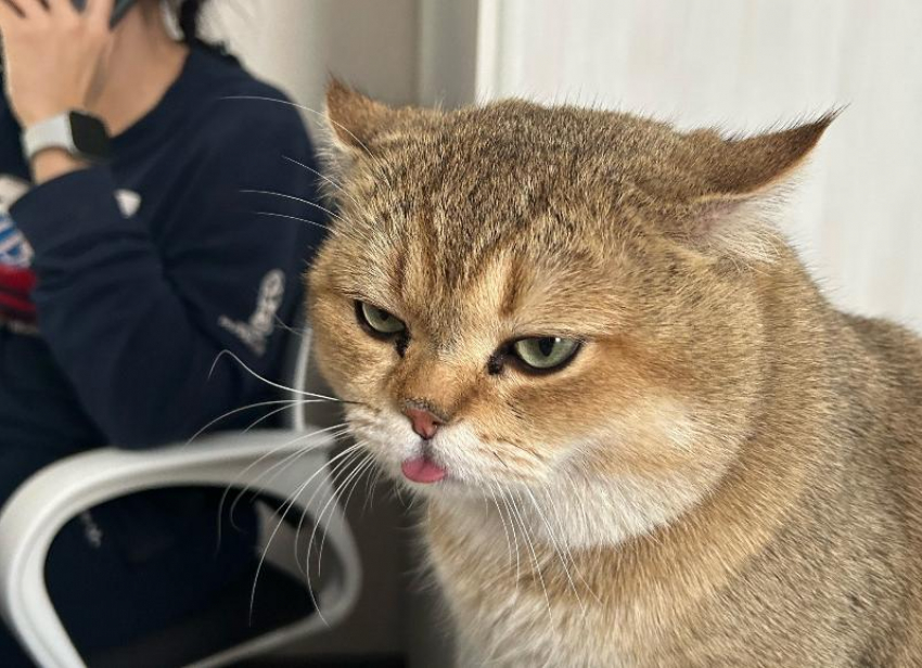 В Волжском на острове Зеленый пропал кот Кинг!