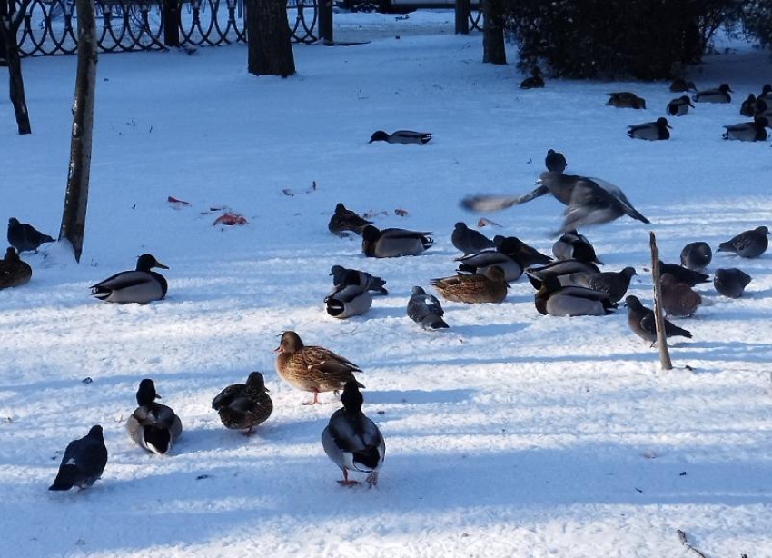 В Волгоградской области пересчитали водоплавающих птиц