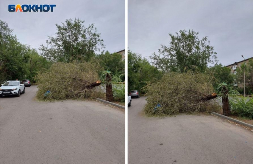 Третью неделю в Волжском валяется сломанное ветром дерево