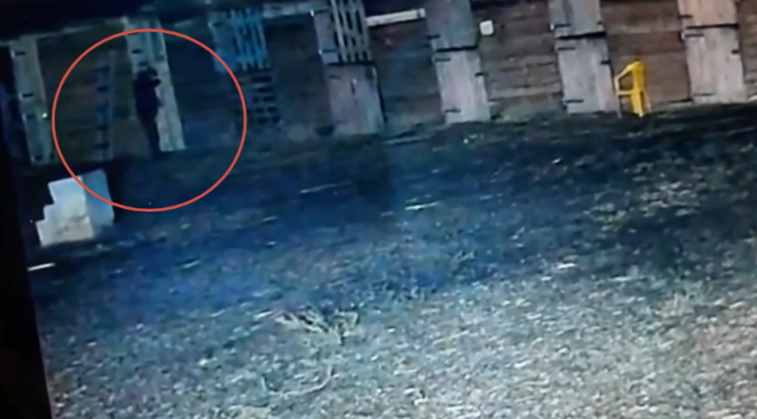 «Чтобы нельзя было зарабатывать»: в Волжском раскрыли мотивы отравителя лошадей 