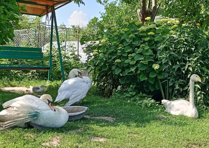 Кусаку переименовали в Лапушку: как проходит реабилитация лебедя с переломом крыла