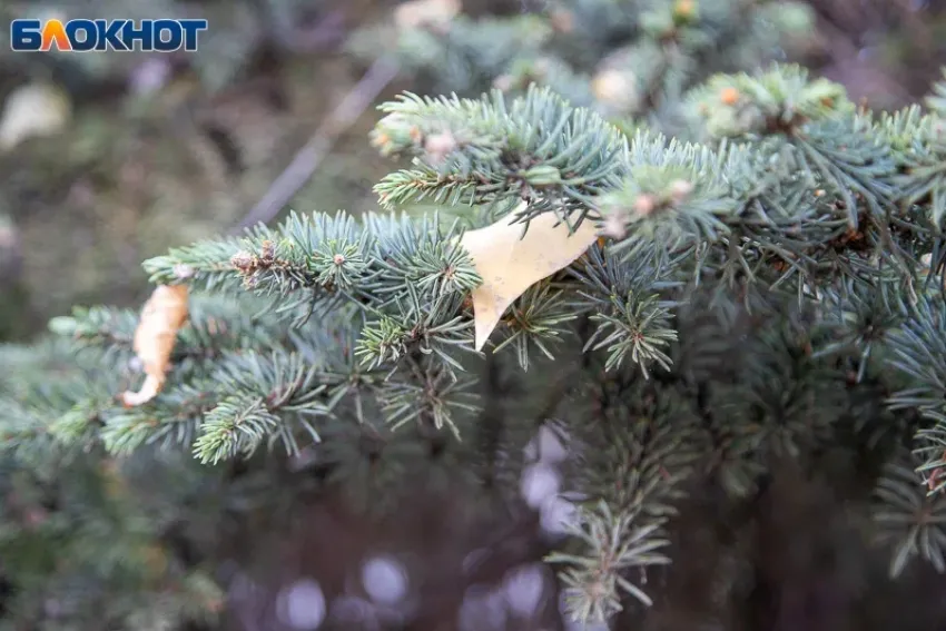 Снова без снега: погода на понедельник