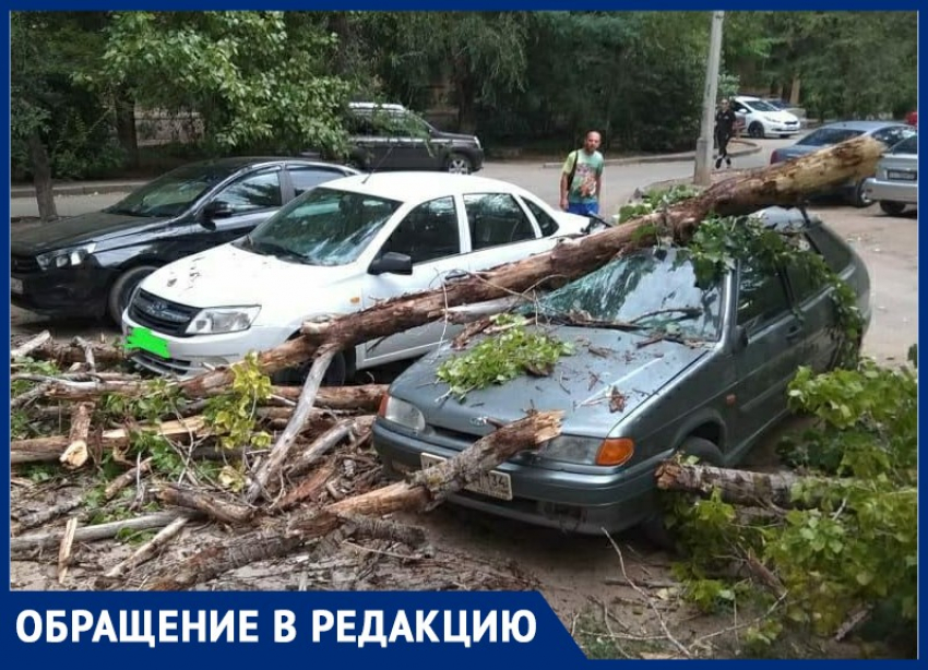 Упавший сухостой разбил 2 автомобиля в Волжском