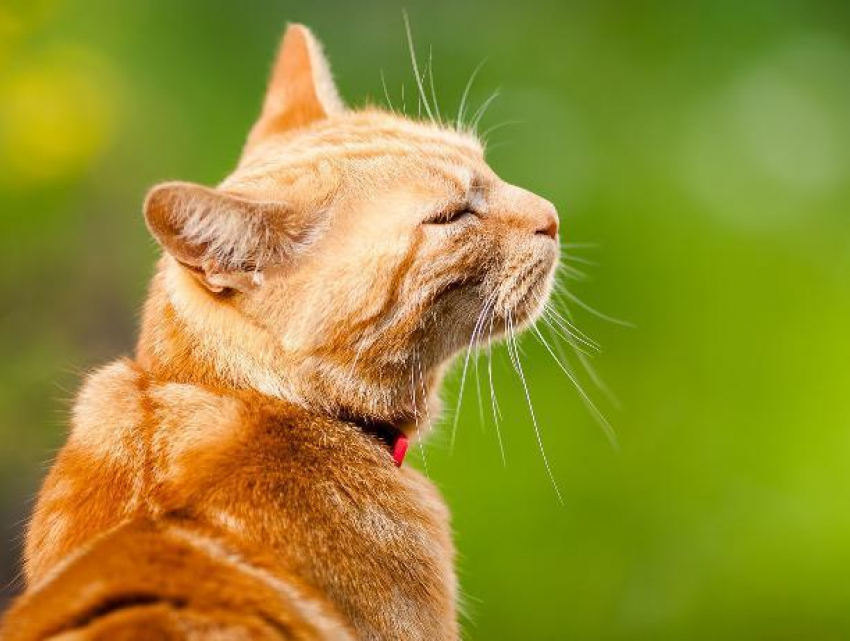 День трезвости порадует волжан солнечной погодой