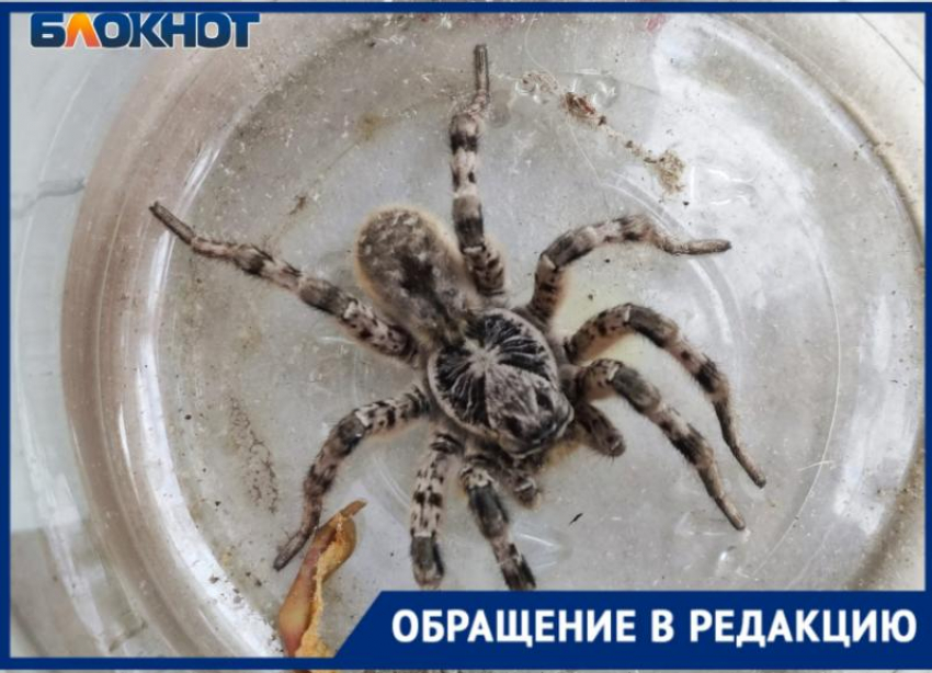 В Татарстане стали чаще встречать редких краснокнижных тарантулов