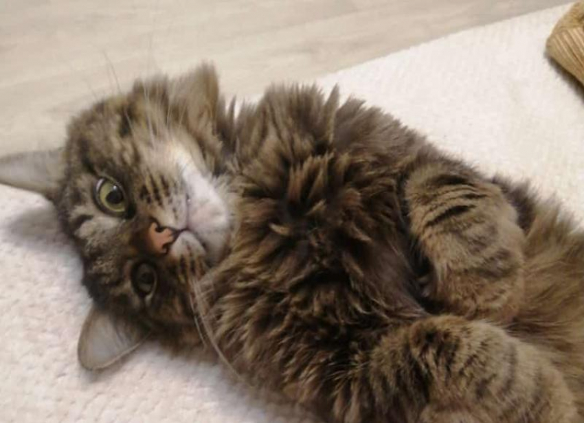 Кот скончался после двух операций в ветеринарной клинике Волжского