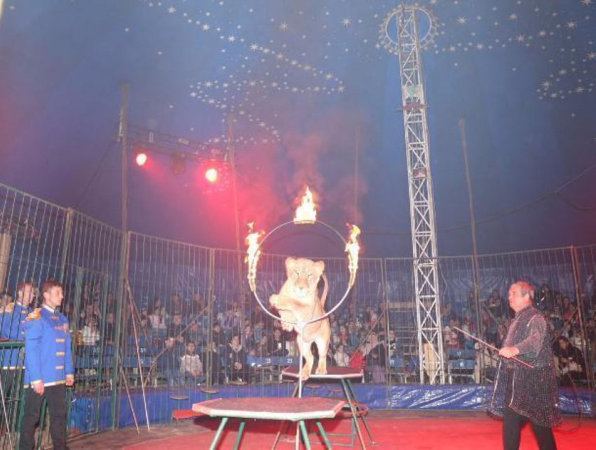 Такого вы еще не видели: в Волжский привезли цирк нового поколения «Империал"