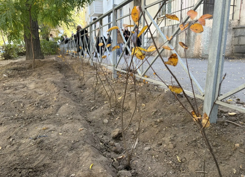 Живая изгородь появится на проспекте Ленина в Волжском