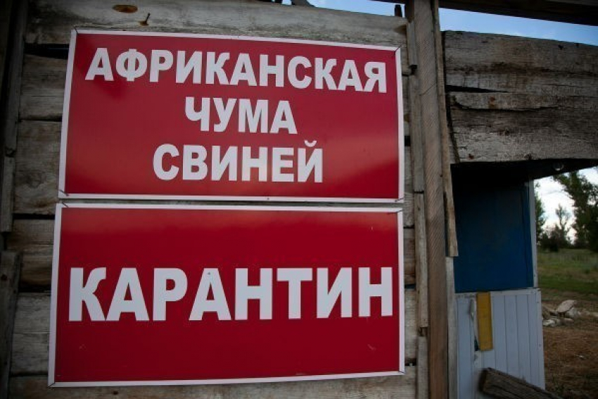 В Волгоградской области введен режим ЧС из-за африканской чумы свиней