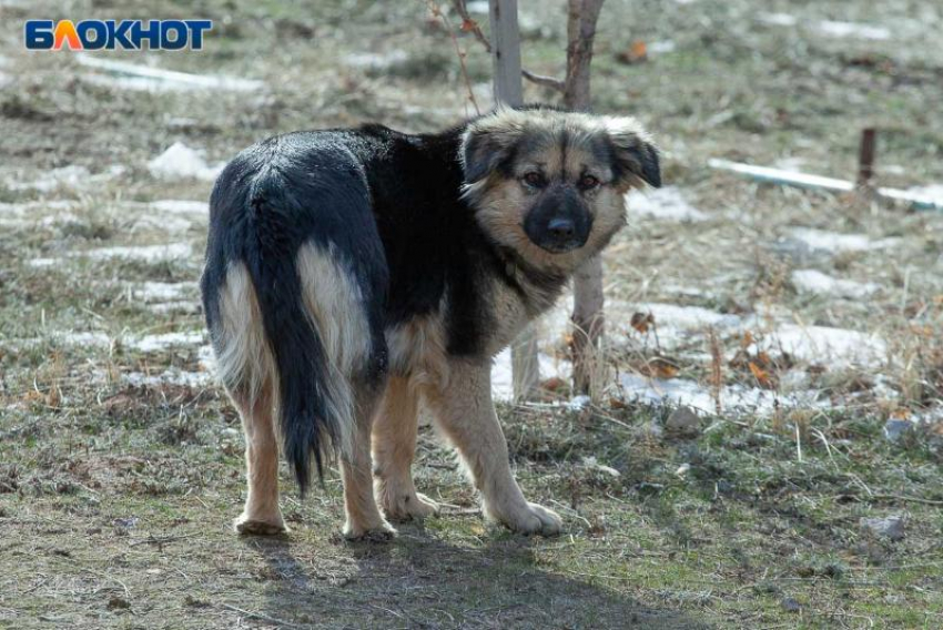 50 тысяч рублей за покусанного собакой ребенка взыскали с администрации Волжского