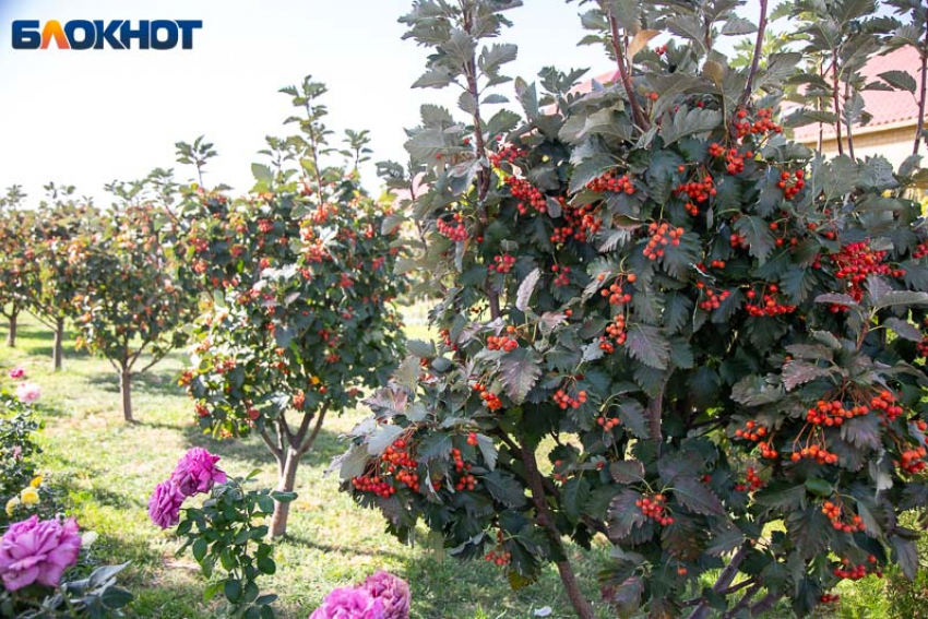 Солнечно, но не жарко: погода на 8 июня в Волжском