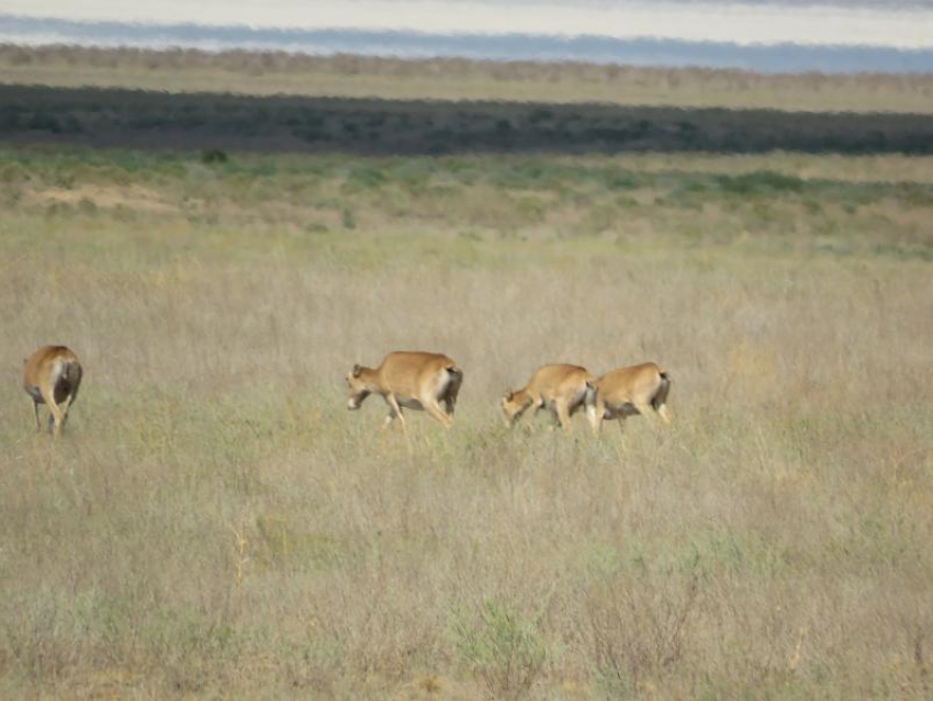 Тысячи «степных призраков» вернулись в природные парки Волгоградской области 
