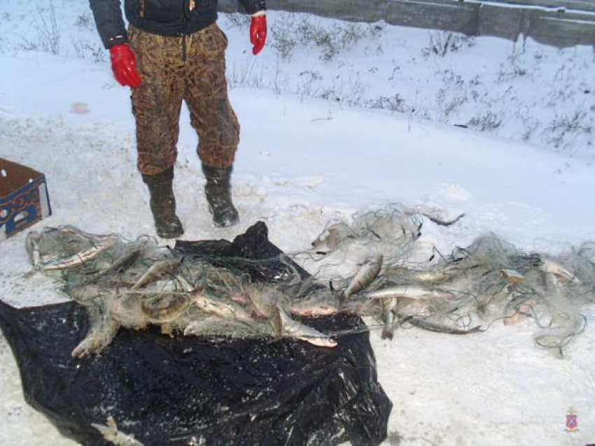 Банда браконьеров из Волжского незаконно выловила более 200 рыб