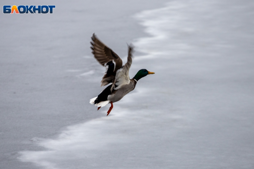 Морозы до -25: в Волжский придут аномальные холода 