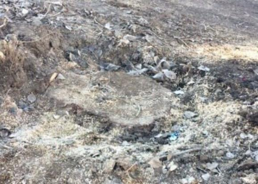 Неизвестные дровосеки спилили два огромных тополя в Волжском